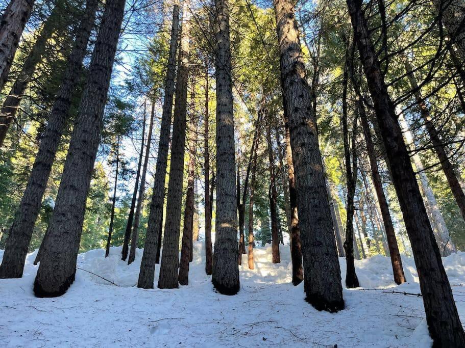 Cedar Oasis - Home Base To Big Trees Арнолд Екстериор снимка