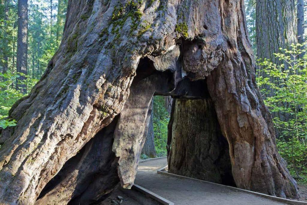 Cedar Oasis - Home Base To Big Trees Арнолд Екстериор снимка